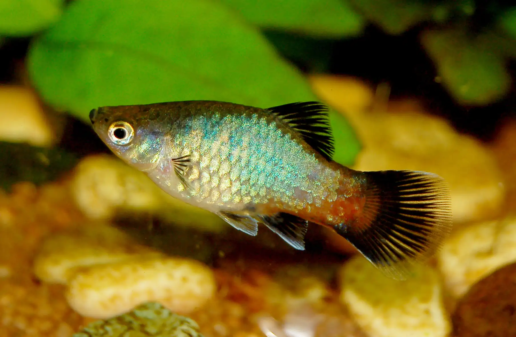 Rainbow Platy